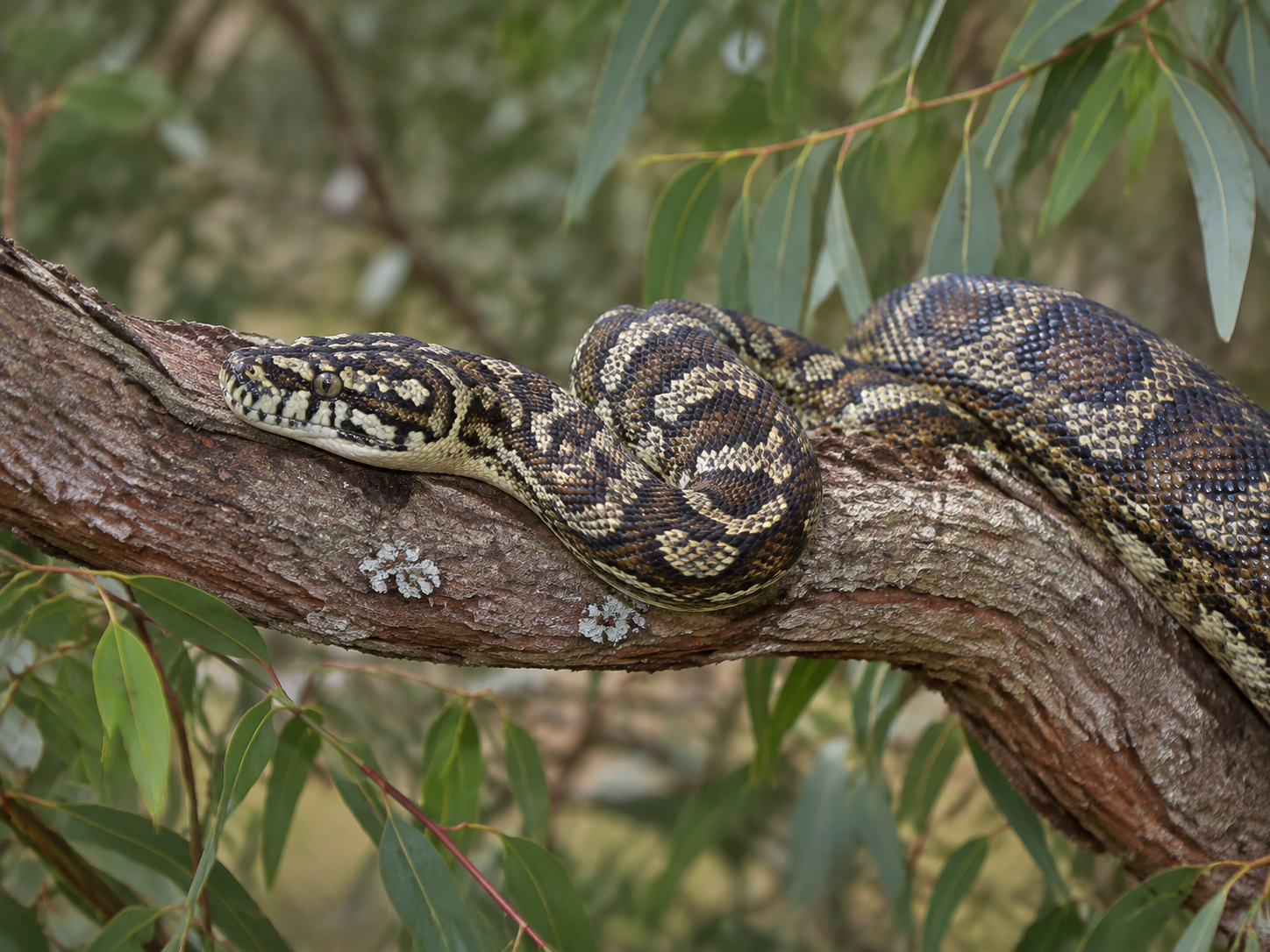 Carpet python resting on a eucalyptus branch